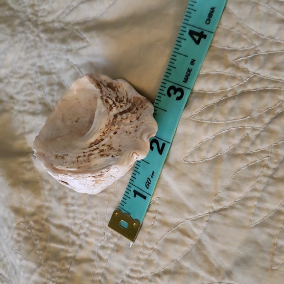 Sea shell - Picture 4 of 4